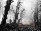 Play Zooo swarthy forest escape