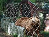Play brown bear escape