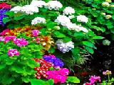 Play flowers garden escape