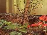 Play mysterious forest escape