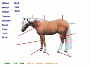 Play Palominoadrian