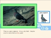 Play Colorful birds