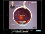Play Anatomy jigsaw - the eye