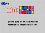 Play Cutting genes