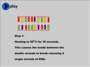 Play 30 seconds heating dna