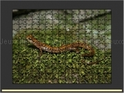 Play Long tailed salamander jigsaw