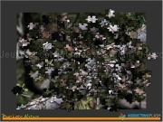 Play Prairie lizard jigsaw