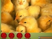 Play Baby chickens jigsaw