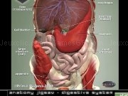 Play Digestive jigsaw