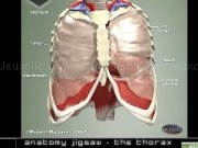 Play Thorax jigsaw