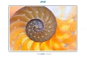 Play Jigsaw Puzzle Spiral Shell
