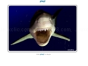 Play Jigsaw Puzzle Shark Teeth