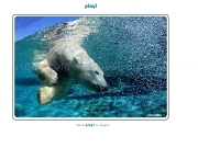 Play Jigsaw Puzzle Polar Bear Swim
