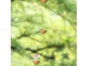 Play Jump coquille