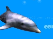 Play Dolphin