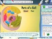 Play Parts of a cell