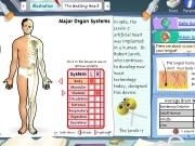 Play Major organ system