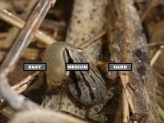 Play Western Chorus Frog Jigsaw