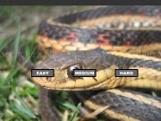 Play Common Garter Snake Jigsaw 2