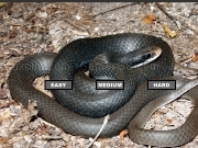 Play Black Racer Jigsaw