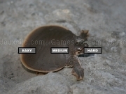 Play Smooth Softshell Turtle Jigsaw