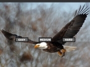 Play Bald Eagle Jigsaw Puzzle