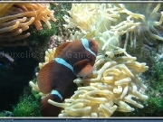 Play Clown fish puzzle