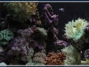 Play Coral reef puzzle