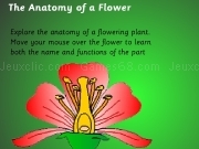 Play The anatomy of a flower