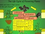 Play The life cycle of flowering plants