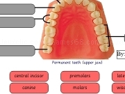 Play Tooth types