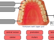 Play Tooth types