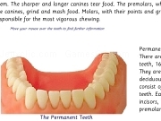 Play Teeth types