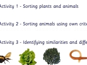 Play Variation in living things