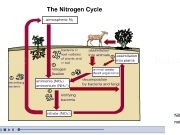 Play Nitrogen cycle