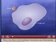 Play Cytotoxic t cell activi