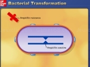 Play Bacterial transformation