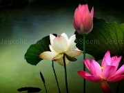 Play Lotus Pond by dioeyeLotus Pond by dioeye