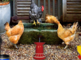 Play Poultry farm easter escape